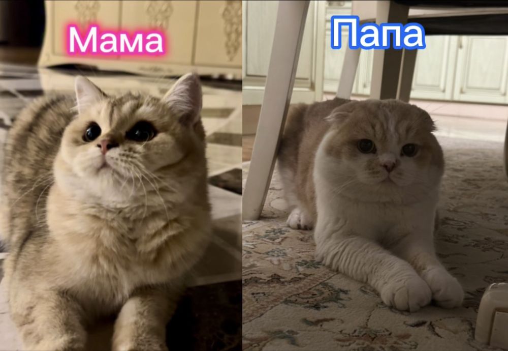 Котенок Скоттиш Фолд кремовый Шиншилла