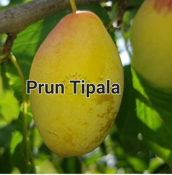 Prun (Soiul Tipala )