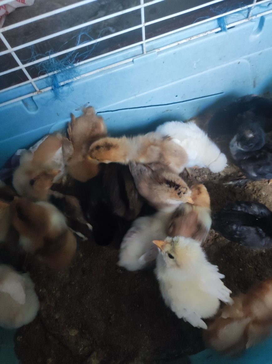 Vând pui de casă, de la o zi
Prețul de la 8 lei bucata 
La o săptămână