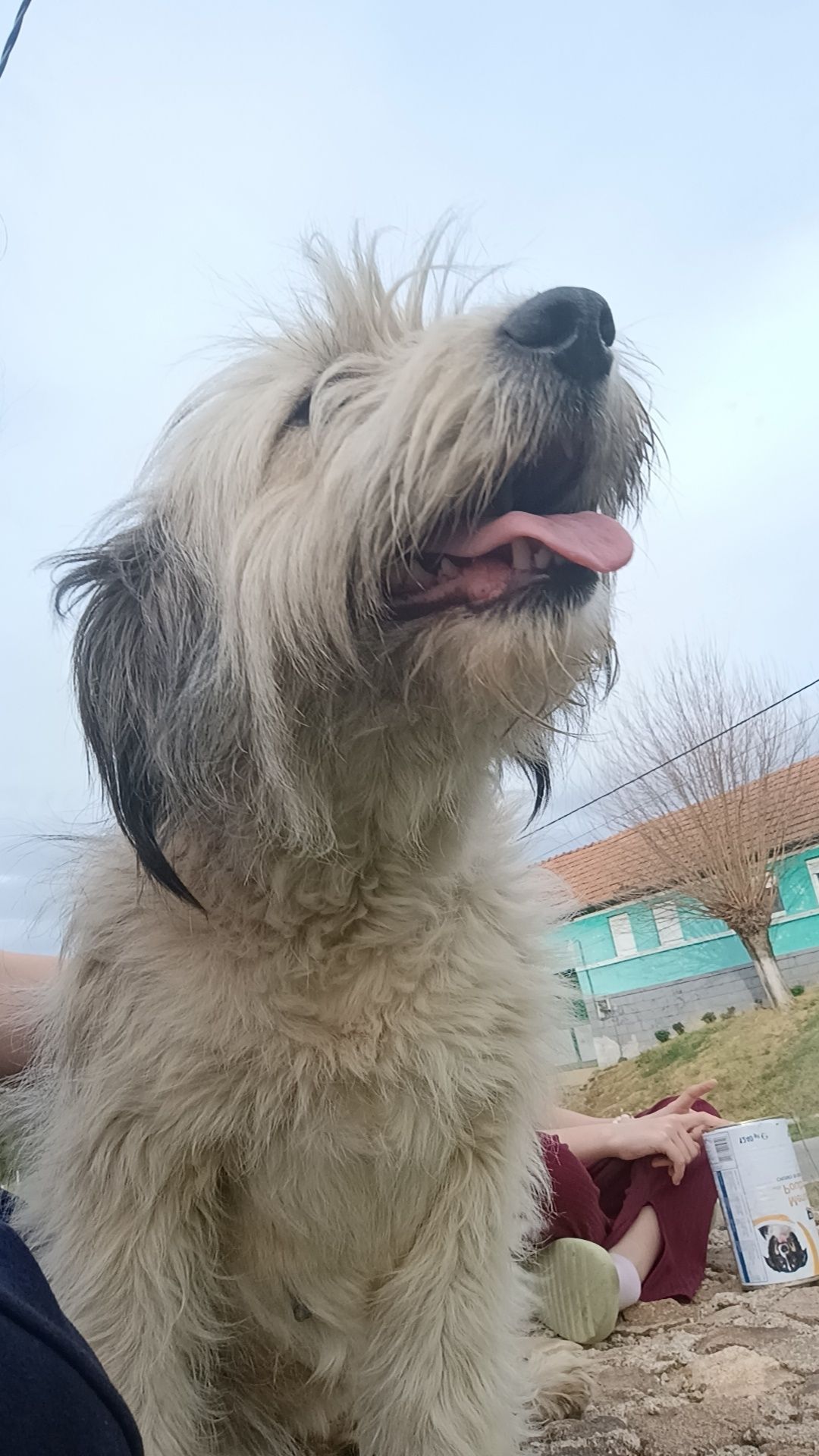 Spre adopție cățel de mioritic talie medie