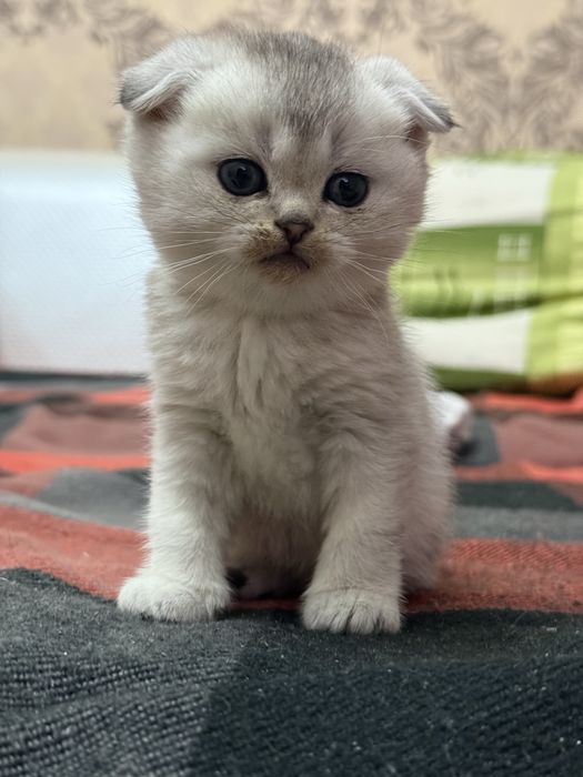 Шотланские котята