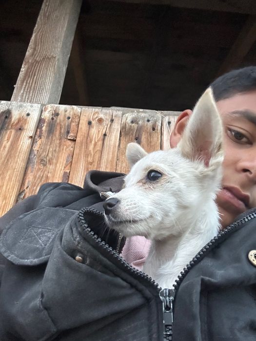 Продавам мъжко chichiua