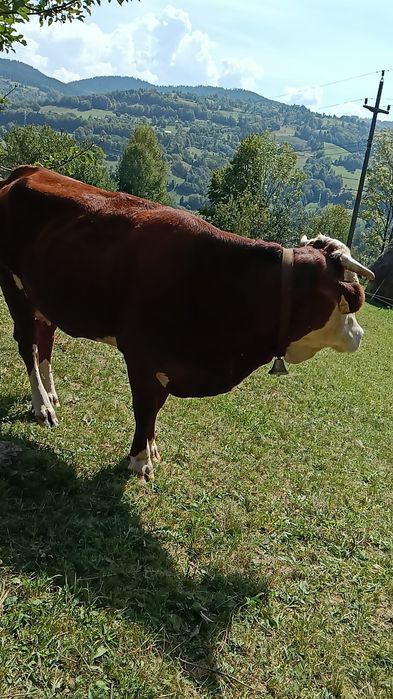 Baltata Româneasca de vânzare