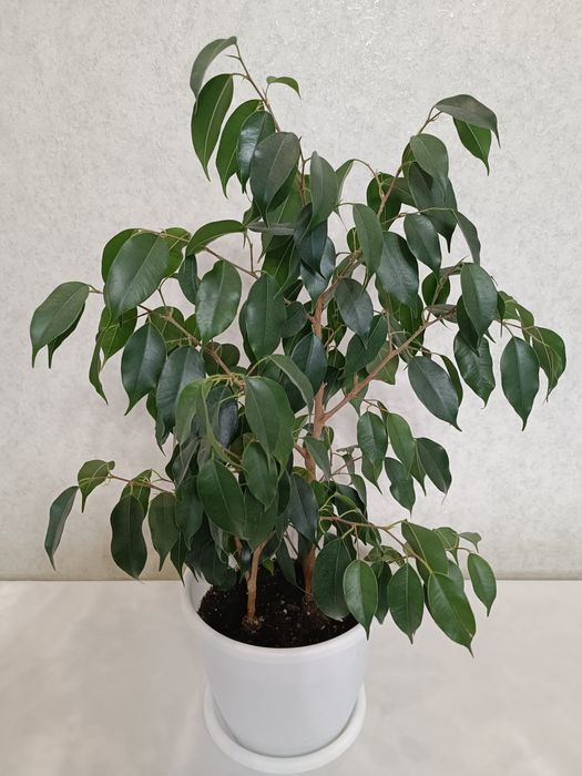 Продам фикусы, разных сотров