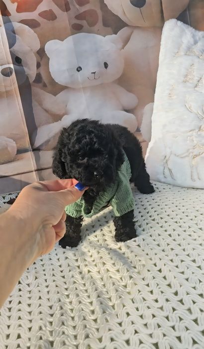 Мини пудел с родословие- 5 поколения назад