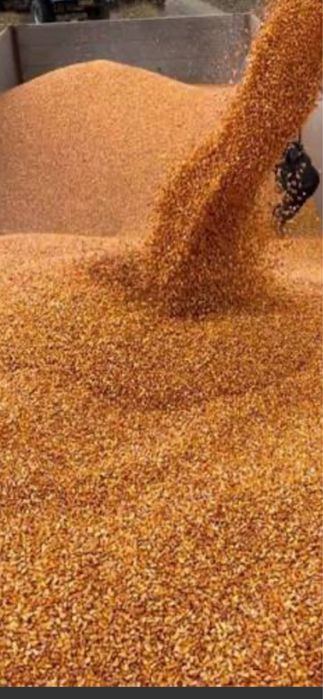 Porumb boabe 1 leu kg