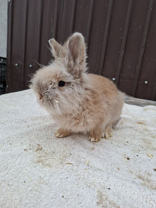 Vând iepuri Rex pitic si Cap de  leu