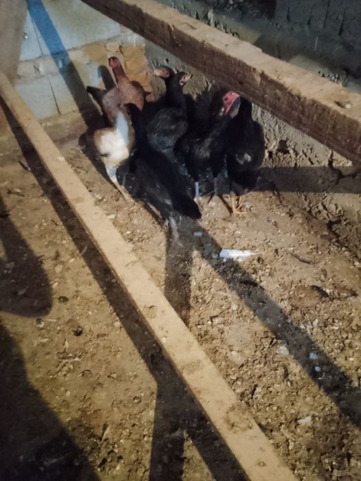 Дакан пародийясы сатылады