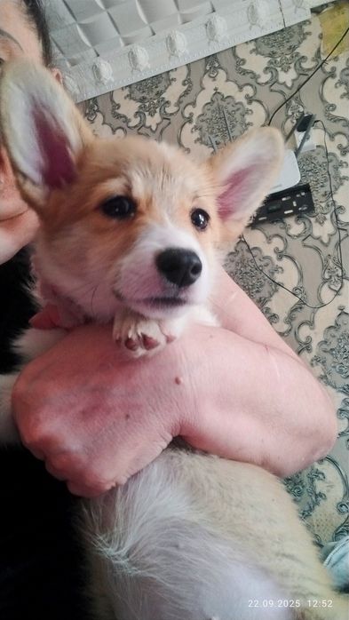 В продаже вельш пемброк корги