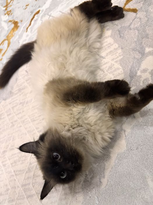 Сиамская кошка (ургашы)