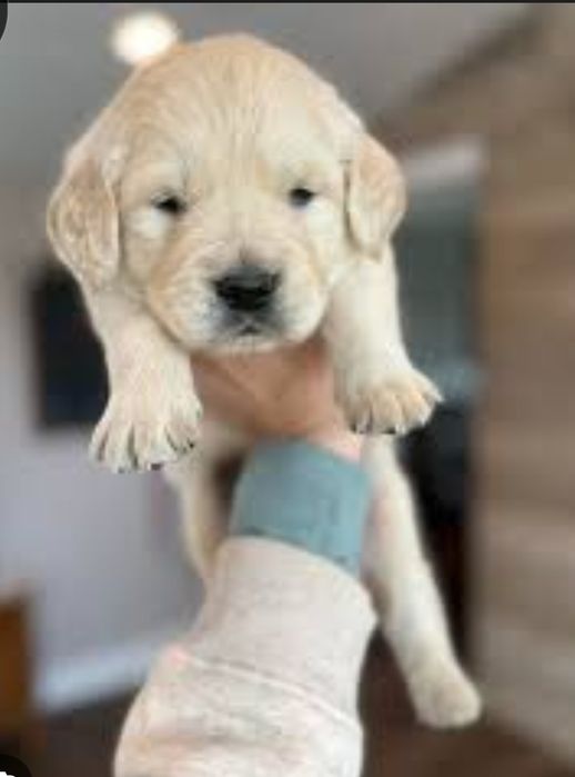 Baietel Golden Retriever cu Pedigree FCI