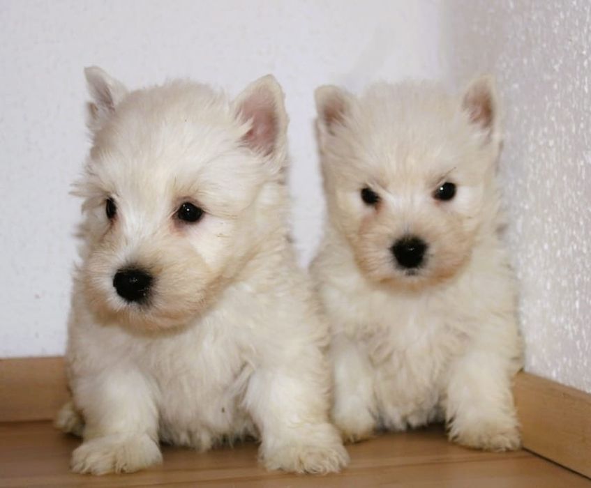 Westie terrier alb 2 luni