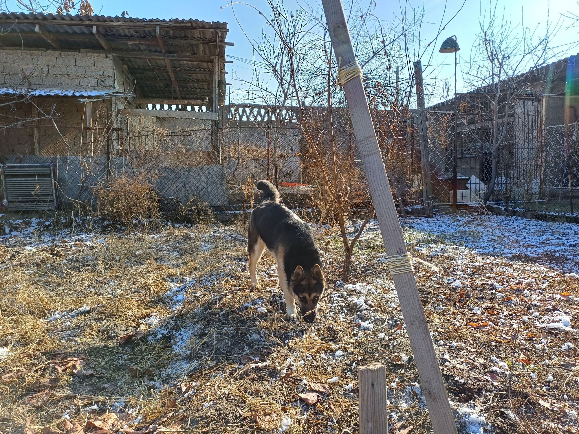 Ищет невесту для вязки