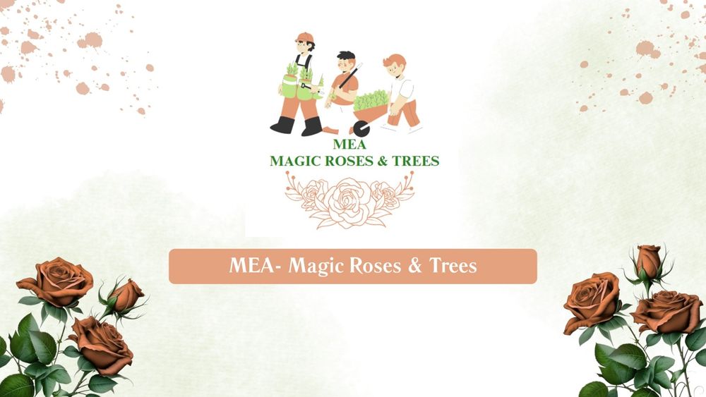 Trandafiri butasi de vanzare