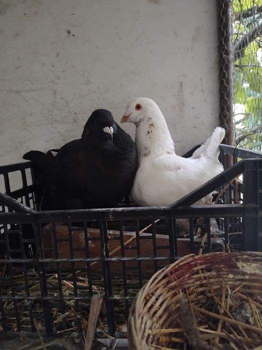 Vând porumbei standard american