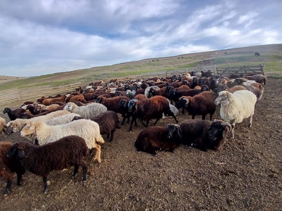 Vand Cârlani 250 bucati