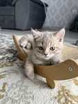 Motan British Shorthair
