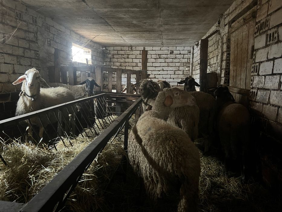 Овце и шилета 12броя