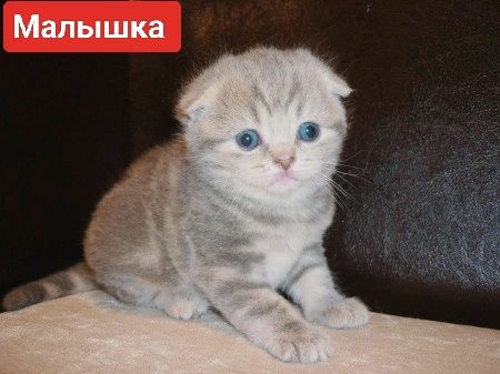 Продаются маленькие девочки котяточки