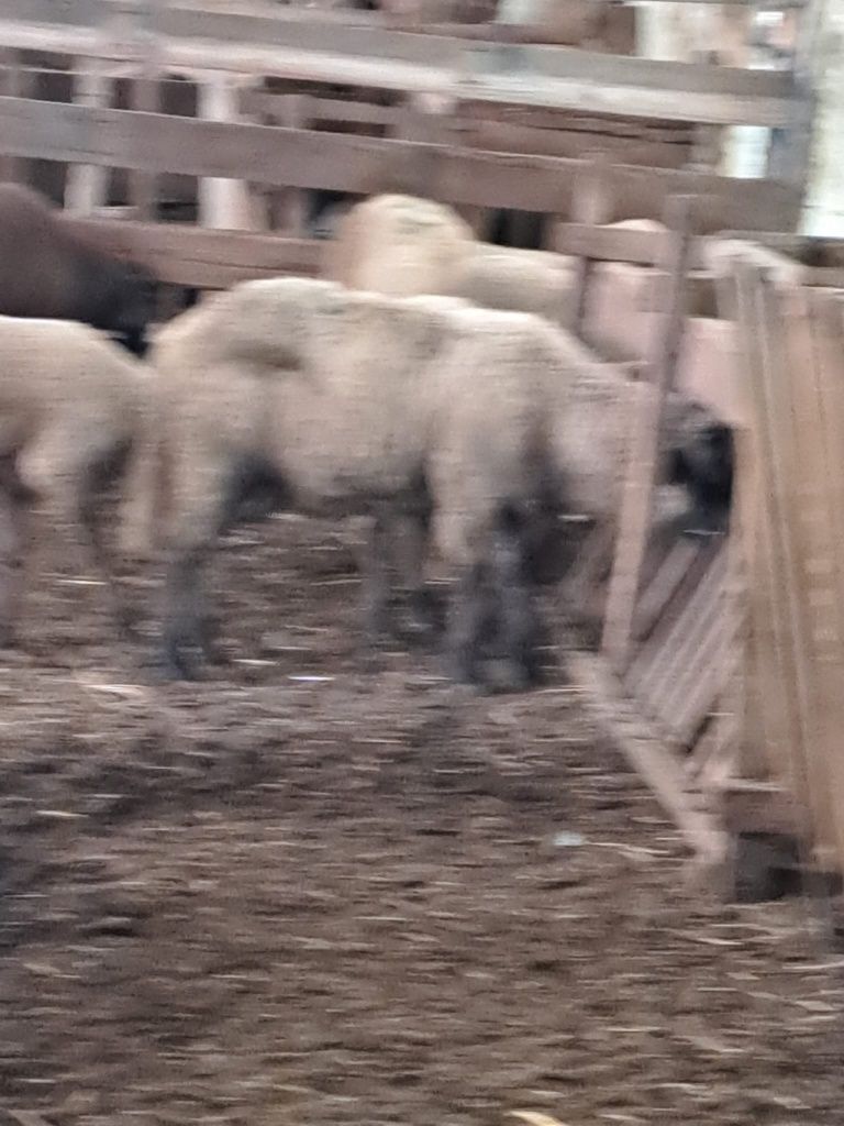 Vând mei crescuți natural cu iarba și porumb