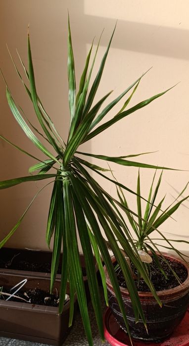 Саксийно цвете палма Драцена