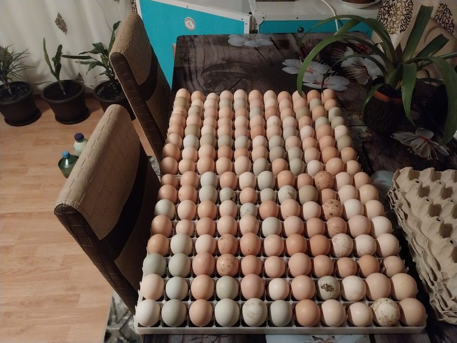 Oua pentru incubat moțate bărboase și crete