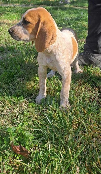 Малки ловни кучета