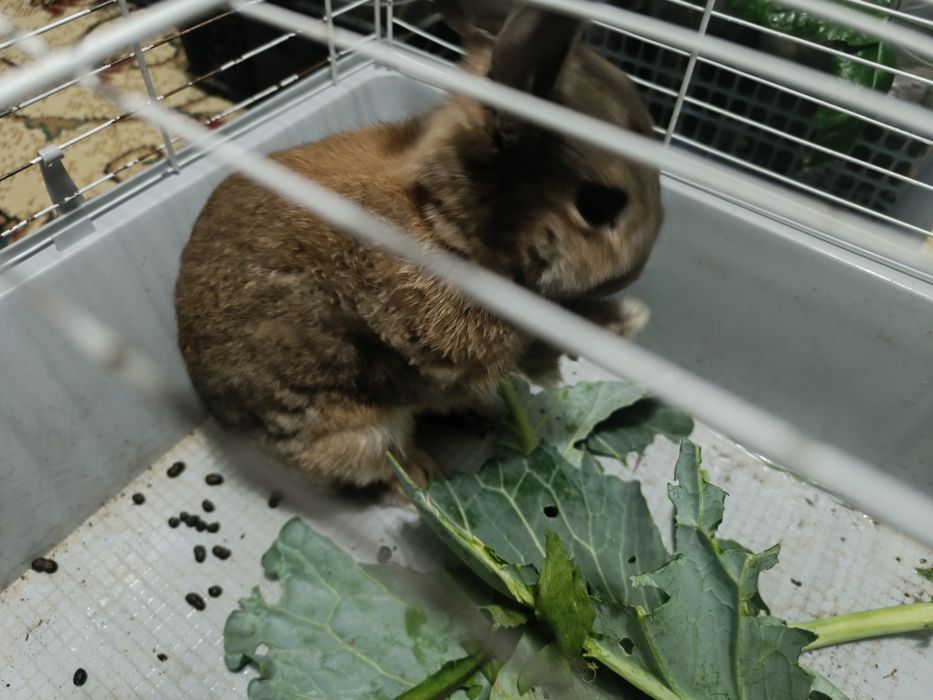 Продам декоративного кролика