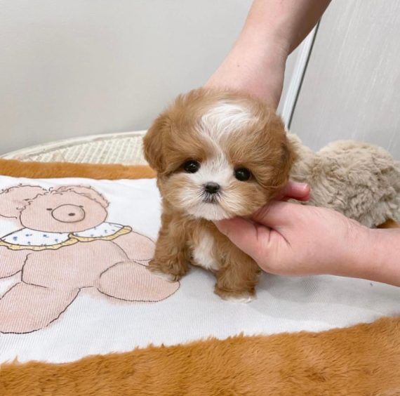 Щеночек  мальтипу