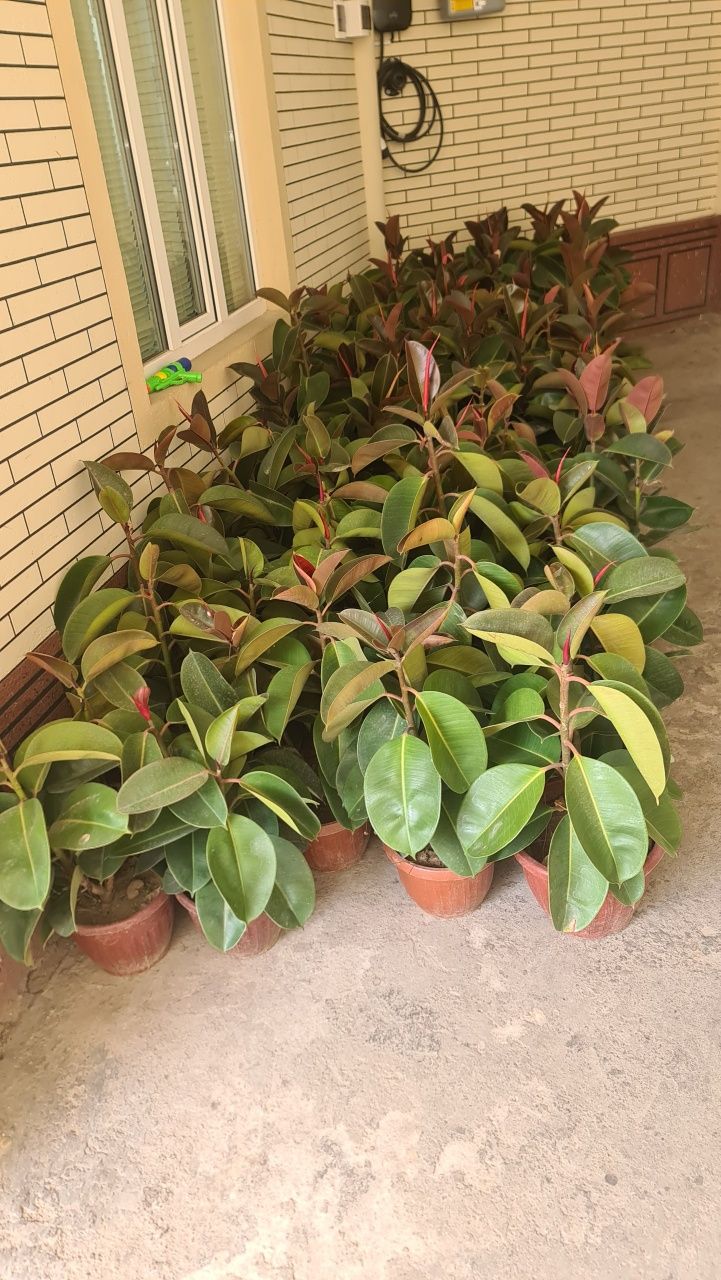 Aglaonema, fikus,begoniya,aglaonema,aloy