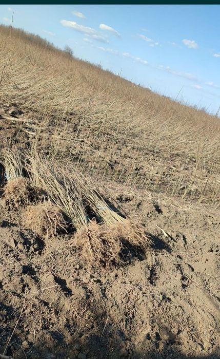 puieți de salcâm pentru împădurirea terenurilor degradate, agricole