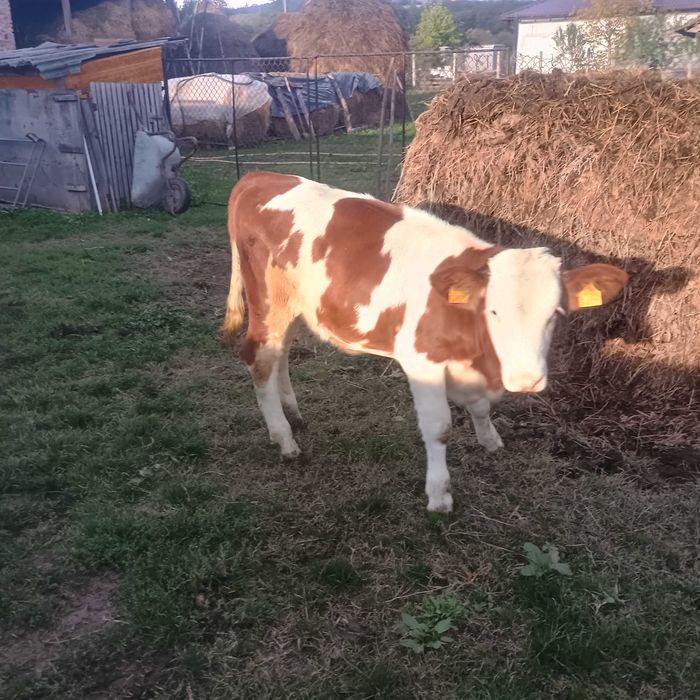 Vând vițică de trei luni jumate