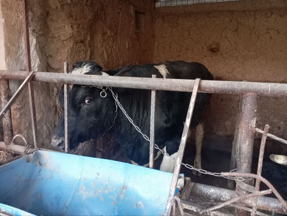 Buqa sotiladi yoshi 1,6 oyli