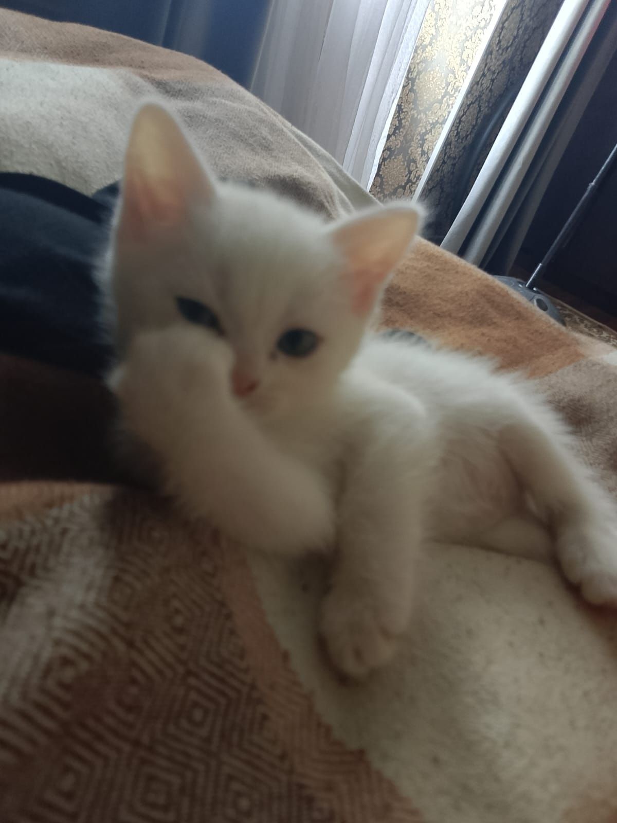 Отдам котёнка девочку