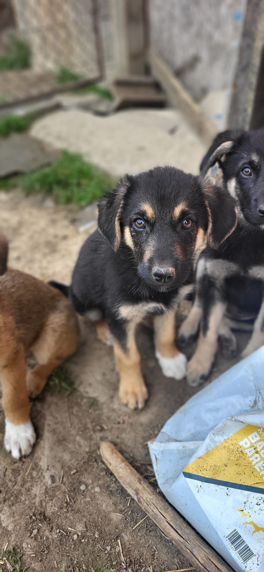 Un cățeluș adorabil își caută familie