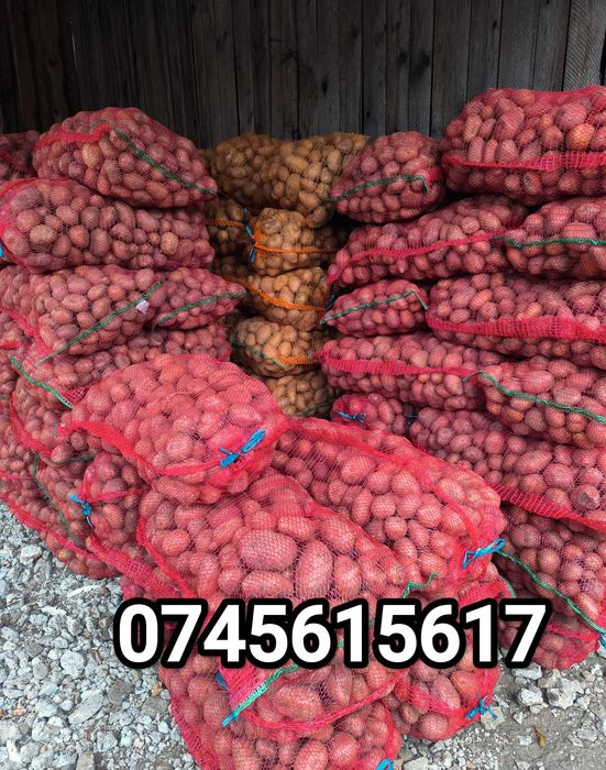 Cartofi Consum - recoltat manual!