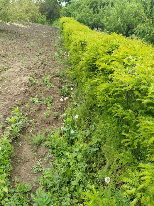 Puieți salcâm, gladiță-roscove, frasin,paltin ,arin,nuc
