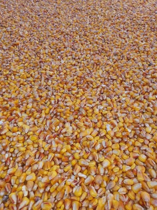 Porumb de Calitate umiditate La stas