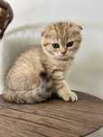 British Scottish Fold pui