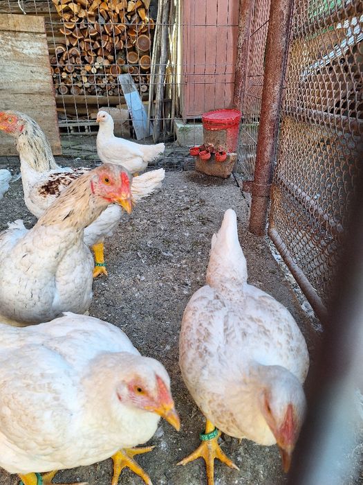 Combatant indian urias