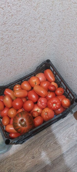 Продам домашние помидоры