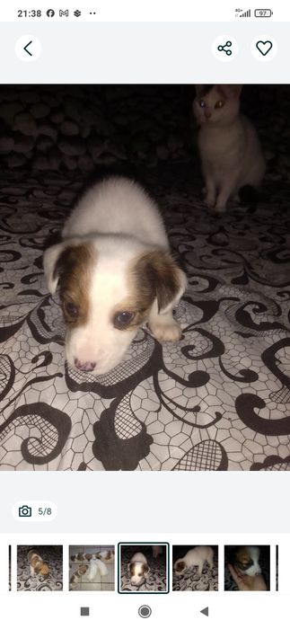 Donez. Pui de cîine