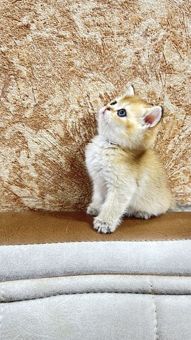 Продаются британские котята