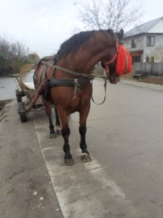 Cal de vanzare. județul Olt. com Strejesti