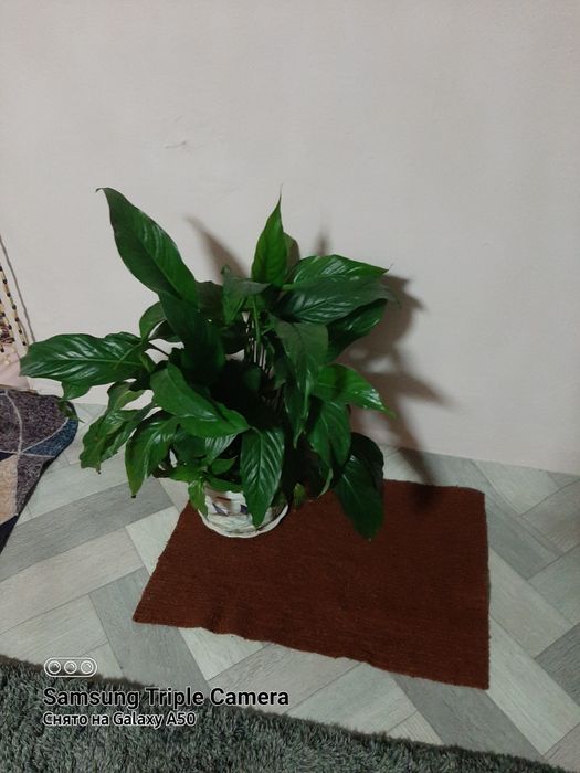 Продам женское счастье