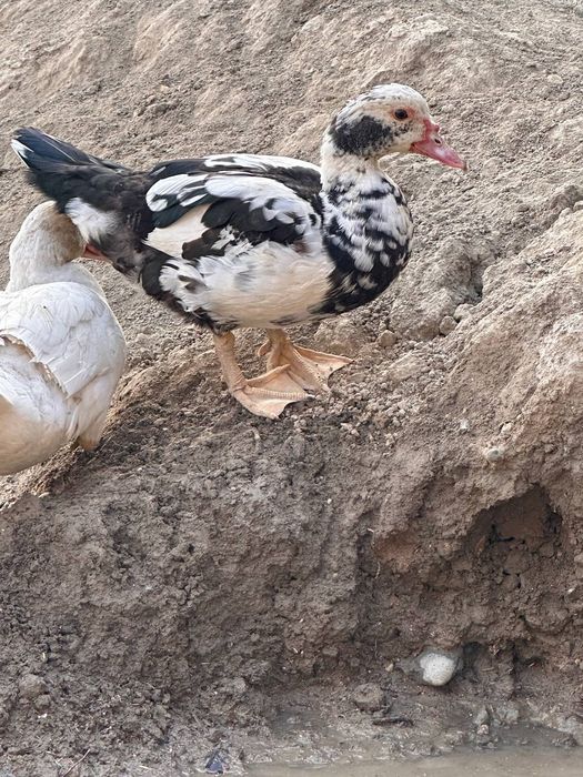 #самаркандда сотилади