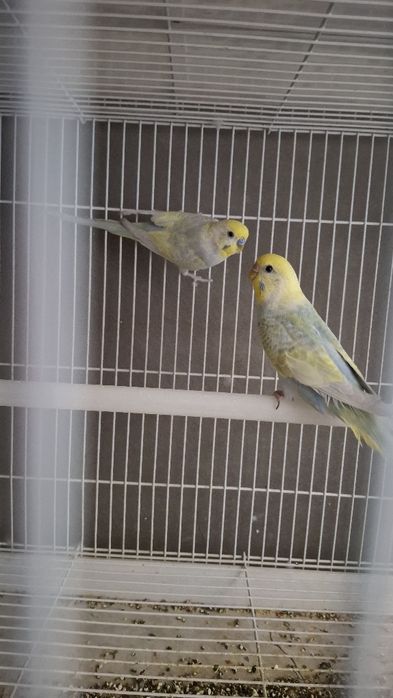 Радужный волнистый