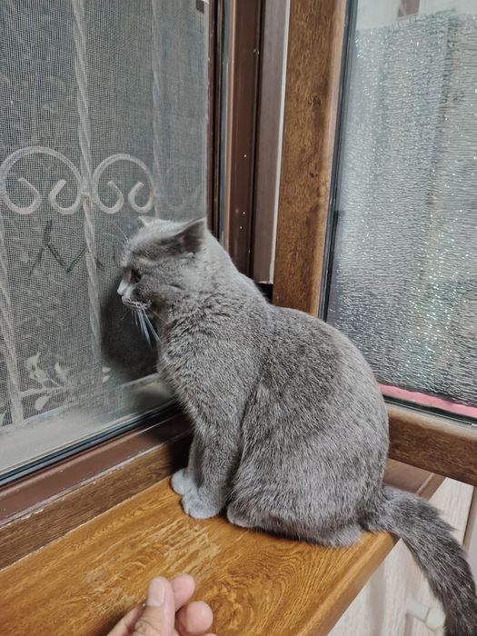 British shorthair zotli erkak mushukka vyaskaga ayol mushuk kerak