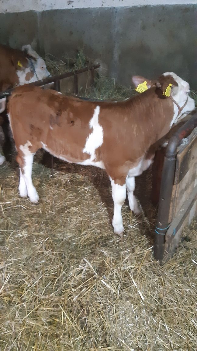 Vițele de vânzare în localitatea Forau nr73 și nr 299 la 3000 lei