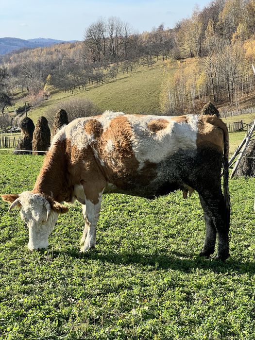 Vand juninca cu vitel se dau si separat